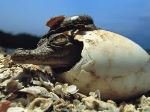 img-Răng giả từ vỏ trứng cá sấu