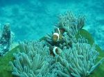 Chữa bài tập dịch 30-A-xít hóa đại dương giết chết san hô