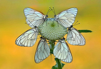 Những bức ảnh tuyệt đẹp về bướm và chuồn chuồn