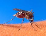 Chữa bài tập dịch 31-Muỗi-Một phần của hệ sinh thái